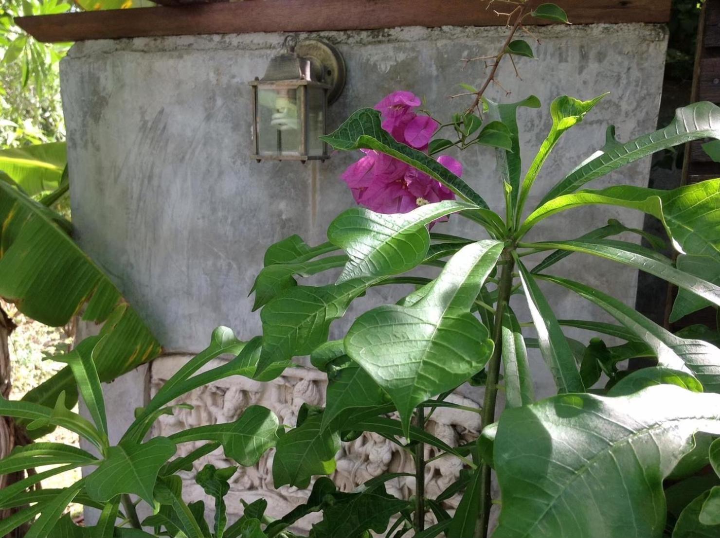 Ananas Samui Hostel Laem Set Beach Exteriör bild